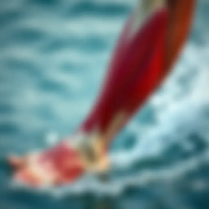 Understanding Calf Muscle Anatomy Diagram showing the anatomy of calf muscles