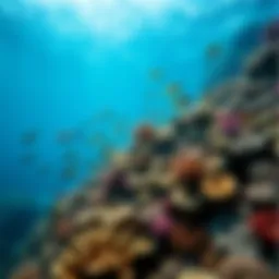 Vibrant coral reef teeming with marine life