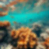 Vibrant coral reef teeming with marine life
