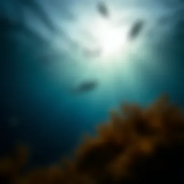 Exploring the Depths: An Insight into Ocean Conservation Through Quotes Summary