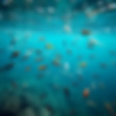 A diverse array of marine species in crystal-clear waters