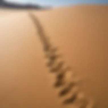 Footprints left on the sand after an exhilarating sand boarding session