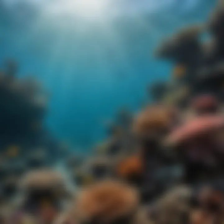 Underwater scene highlighting the rich biodiversity of the reef