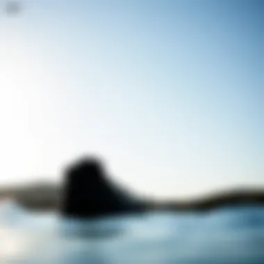 Sleek Silhouette of Reef Cushion Vista Hi Black Stylish design of the Reef Cushion Vista Hi Black showcasing its sleek silhouette