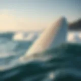 Surfboard collection showcasing innovations