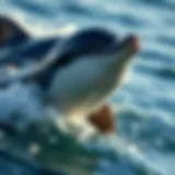 Fascinating Insights into Dolphins: Exploring 15 Intriguing Facts Introduction