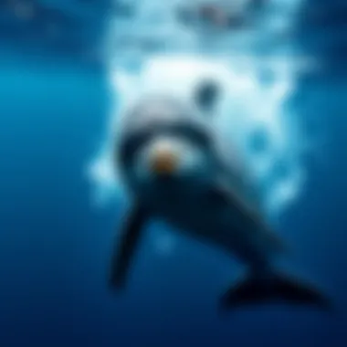 Notable Fascinating Insights into Dolphins: Exploring 15 Intriguing Facts