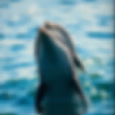 Fascinating Insights into Dolphins: Exploring 15 Intriguing Facts Summary Fascinating Insights into Dolphins: Exploring 15 Intriguing Facts Summary