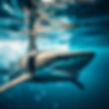 Notable Hawaii Shark Tracker: An In-Depth Exploration of Tracking Technology and Marine Safety Notable Hawaii Shark Tracker: An In-Depth Exploration of Tracking Technology and Marine Safety
