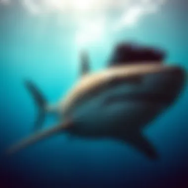 Hawaii Shark Tracker: An In-Depth Exploration of Tracking Technology and Marine Safety Summary