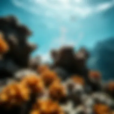 Coral reef damage from sunscreen