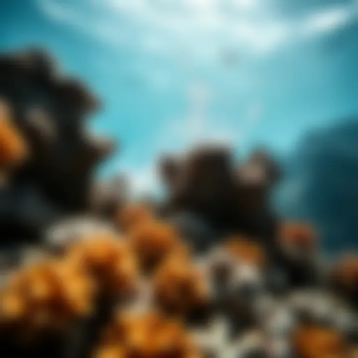 Coral reef damage from sunscreen