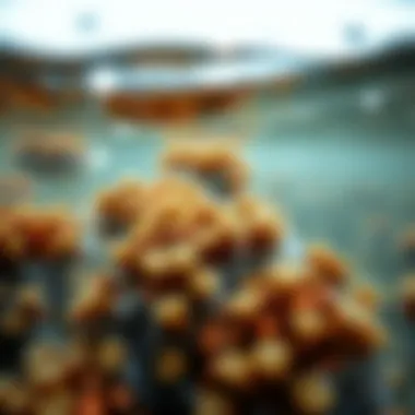 Marine Ecosystem in Ocean Water Marine ecosystem thriving in diverse ocean water conditions