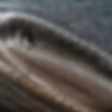 A close-up view of a shark's intricate skin texture