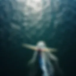 An aerial view of a wing foiler gliding above the water's surface, showcasing the elegance of the sport.
