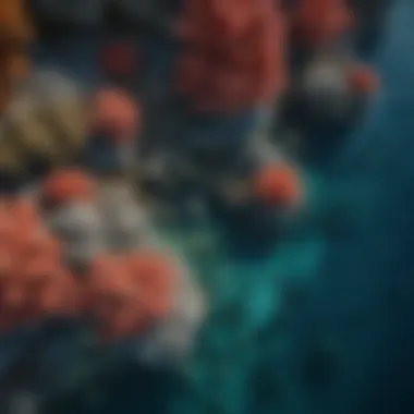 A breathtaking aerial view of Matte Reef's intricate coral structures.