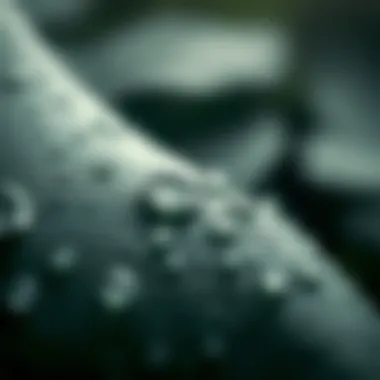 Close-up of water droplets on a leaf