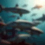 Diversity of Sharks in Marine Ecosystems A diverse range of shark species swimming in their natural habitat, showcasing the beauty of marine life.