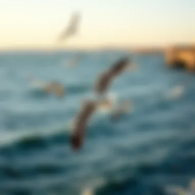Seagulls soaring gracefully above a coastal landscape