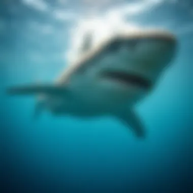 A majestic shark gliding through pristine waters