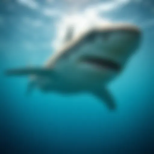 The Majesty of Sharks in Their Natural Habitat A majestic shark gliding through pristine waters