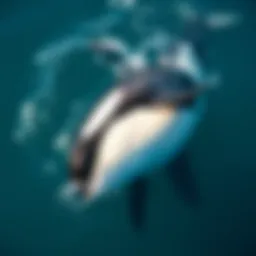 A majestic orca whale swimming in the ocean