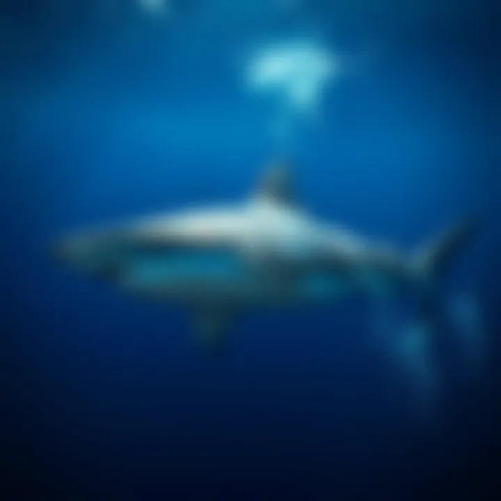 A majestic shark swimming gracefully in deep blue waters.